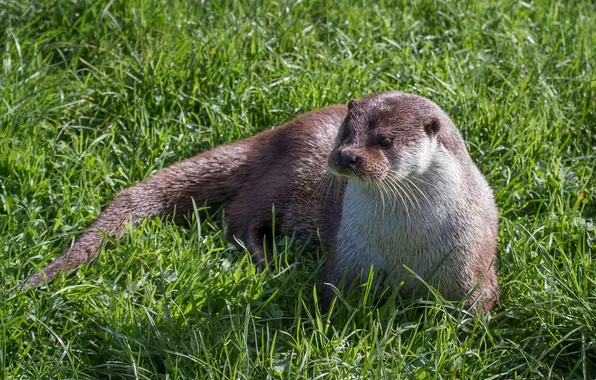Grass, look, muzzle, lies, otter