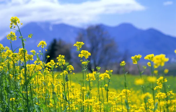 Field, the sky, clouds, flowers