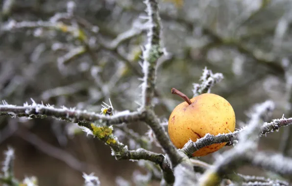 Picture winter, nature, Apple