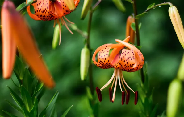 Macro, Lily, garden, orange, bokeh