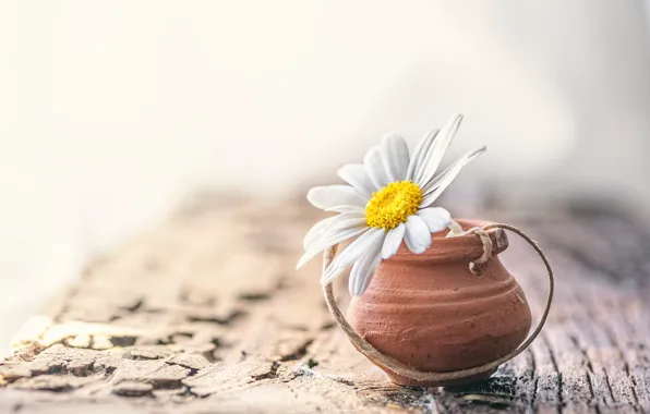 Picture flower, macro, Board, Daisy, pot