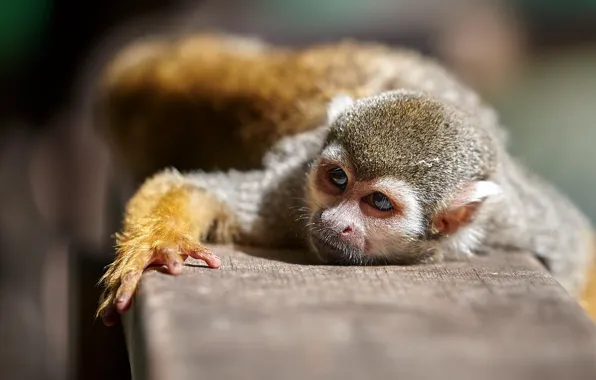 Look, pose, monkey, monkeys, squirrel monkeys, squirrel monkey