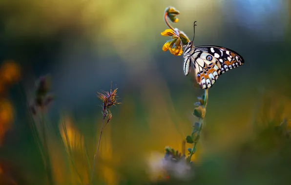 Picture summer, macro, flowers, background, butterfly, meadow, Wallpaper from lolita777