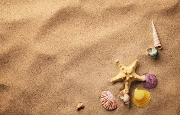 Sand, shell, starfish, sand, shells, starfish