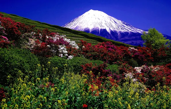 Picture photo, Nature, Field, Mountains, The volcano, The bushes, Landscape