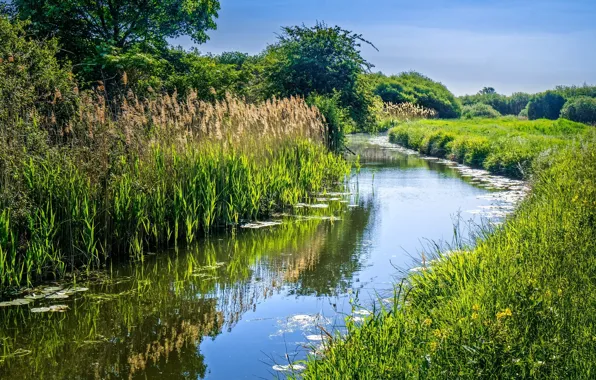 Picture grass, landscape, nature, beauty, channel, Sunny
