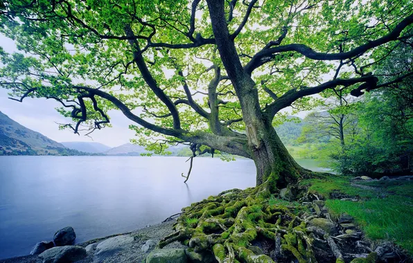 Picture forest, the sky, water, clouds, trees, landscape, mountains, nature