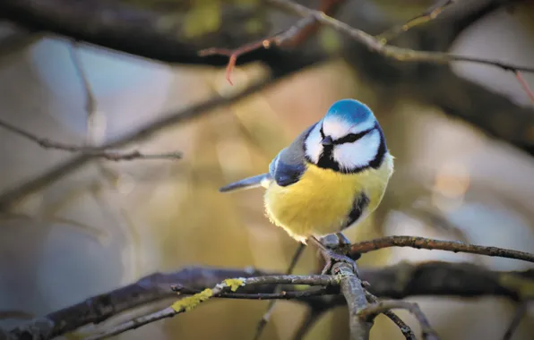 Picture branches, nature, bird, bokeh, tit, blue tit