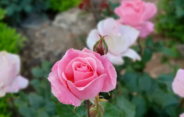 Picture rose, garden, israel