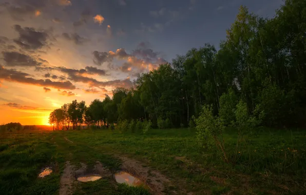Picture field, trees, sunset, puddle, Russia, birch
