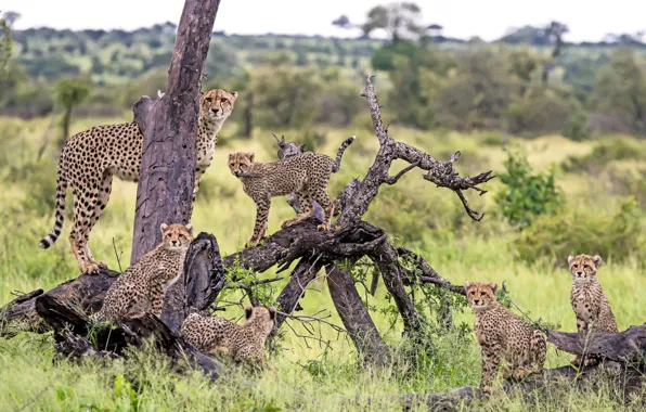 Predators, family, cheetahs