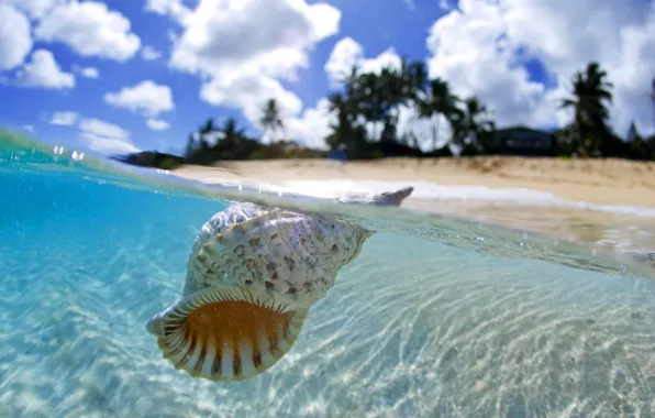 Ocean, Tahiti, shell, floating, blue lagoon, clear water