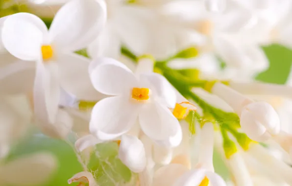 Flowers, web, branch, spring, petals, white, lilac