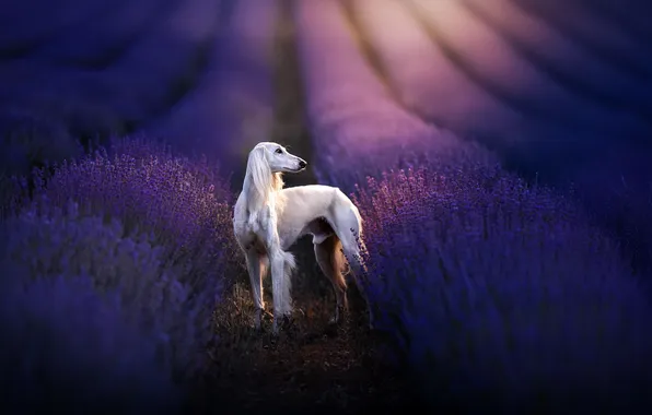 Each, dog, lavender
