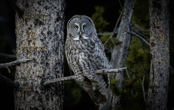 Forest, look, trees, nature, pose, the dark background, owl, bird