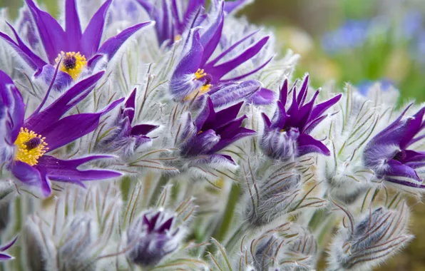 Flowers, purple, bokeh, closeup, cross