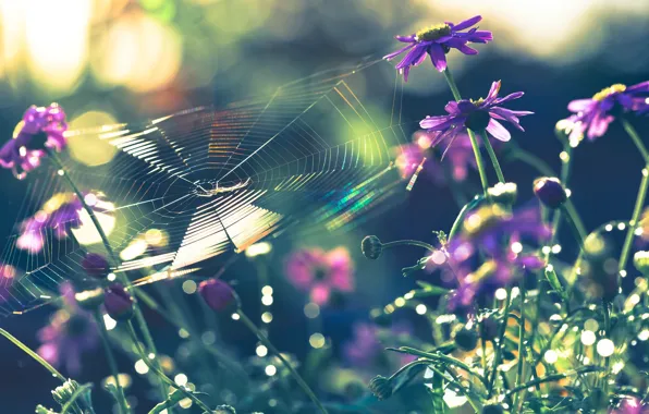 Macro, flowers, nature, web, spider