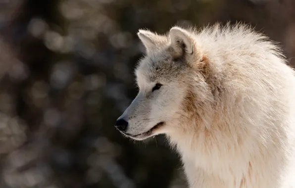 White, look, face, light, nature, pose, the dark background, wolf