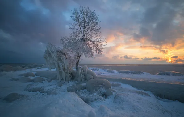 Picture ice, winter, snow, trees, shore, icicles, pond