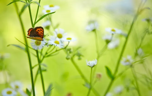 Picture nature, background, butterfly, color