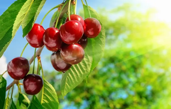Cherry, branch, cherry, sweet, cherry, berries