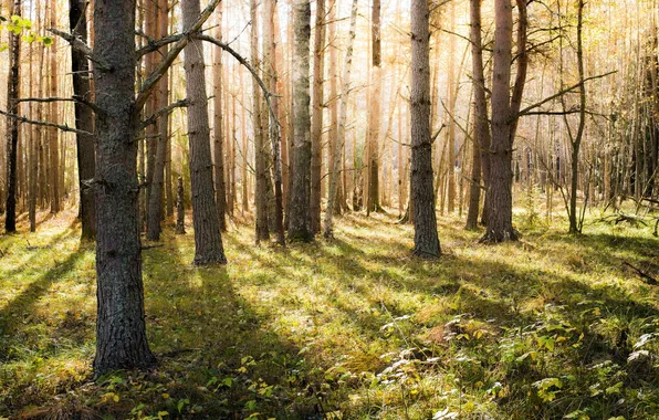 Autumn, forest, nature