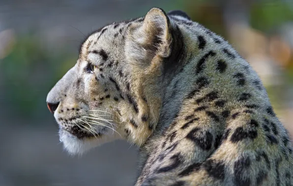 Face, profile, IRBIS, snow leopard, wild cat