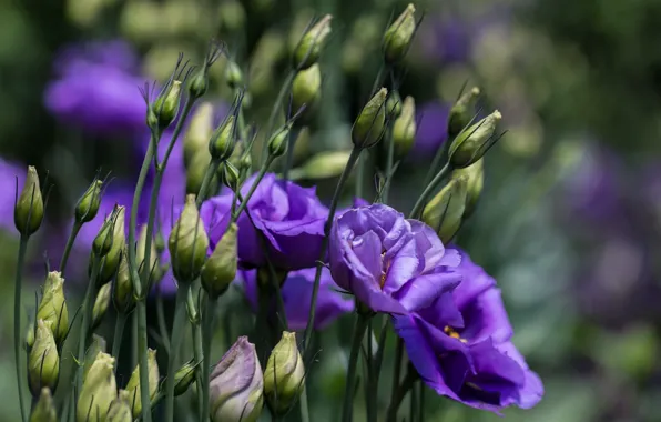 Picture flowers, petals, eustoma