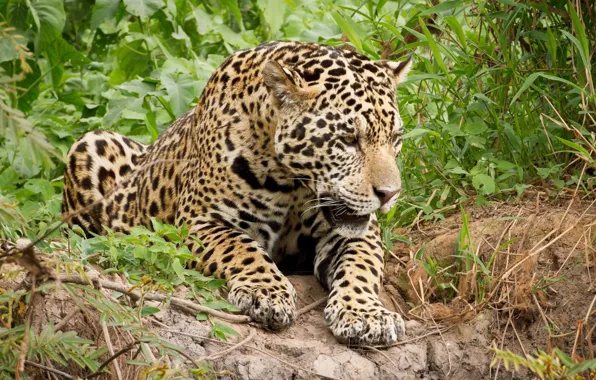 Picture predator, lies, Jaguar, wild cat