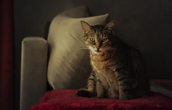 Cat, cat, look, pose, face