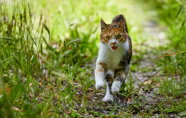 Picture language, cat, grass, look, face, nature, pose, jump