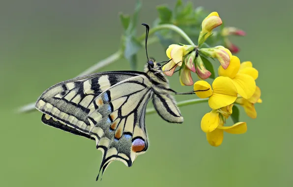 Picture flower, macro, butterfly, Swallowtail