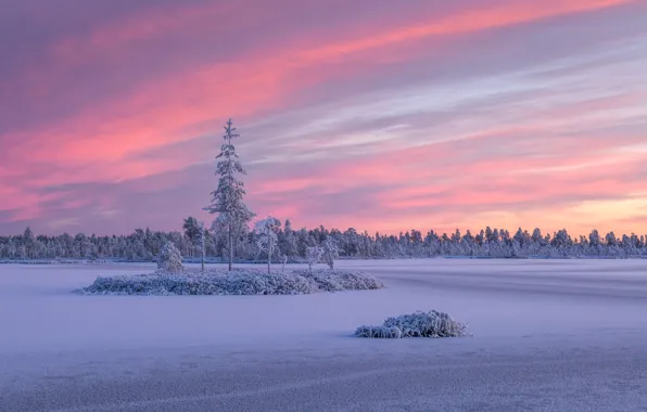 Picture winter, forest, snow, trees, sunset, Russia, island, Karelia
