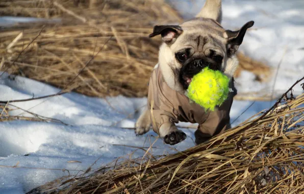 Animals, eyes, face, jump, the ball, dog, pug, the ball