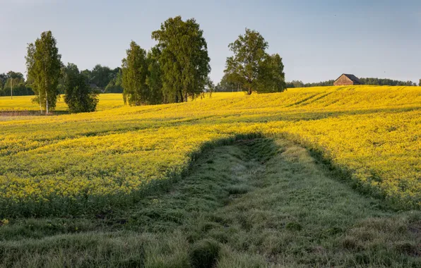 Field, trees, rape, rapeseed field
