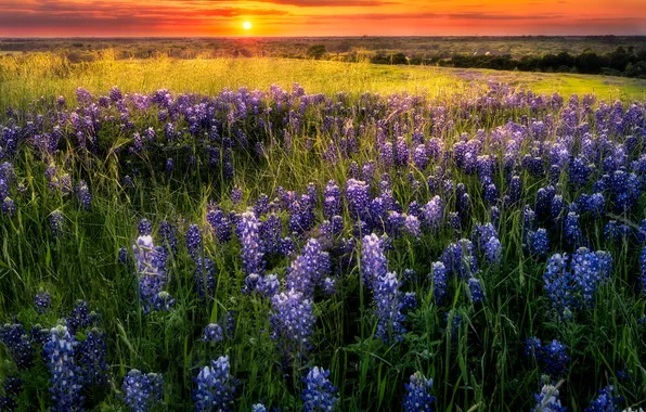 Field, summer, flowers, lupins