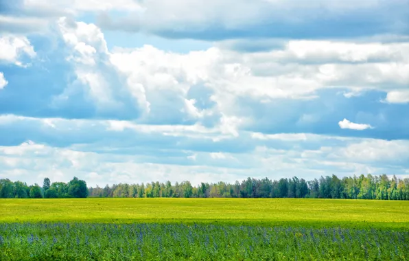Forest, the sky, clouds, nature, meadow