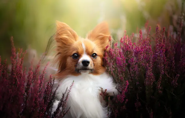 Nature, each, dog