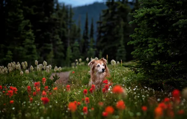 Forest, look, flowers, branches, pose, Park, glade, dog