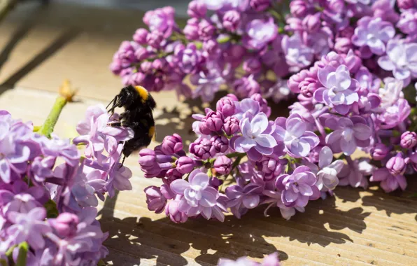 Light, flowers, bee, table, Board, bouquet, spring, bumblebee
