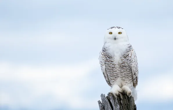 Winter, the sky, look, nature, pose, owl, bird, stump