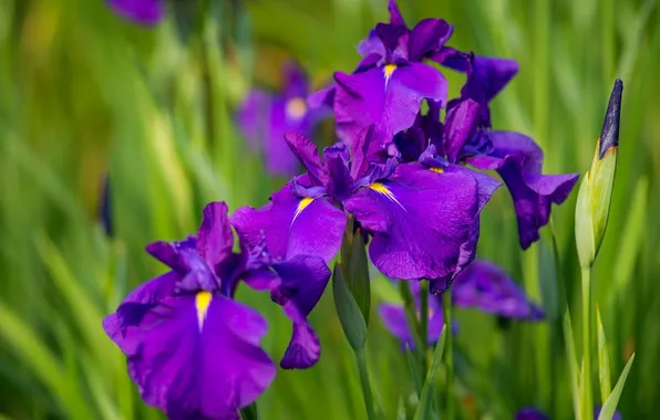 Picture macro, petals, irises