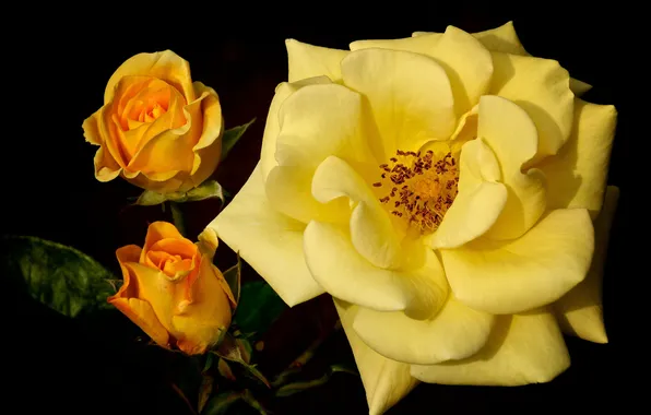 Macro, buds, yellow rose