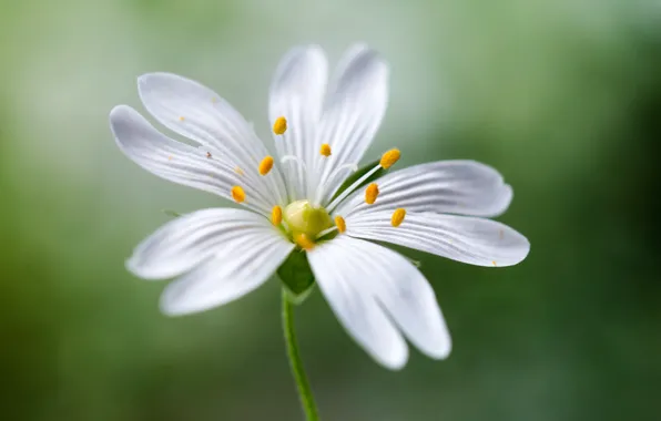 Picture white, flower, macro, petals