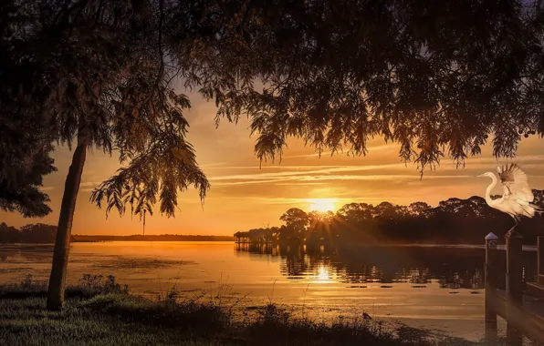The sun, light, sunset, tree, branch, bird, pond, Heron