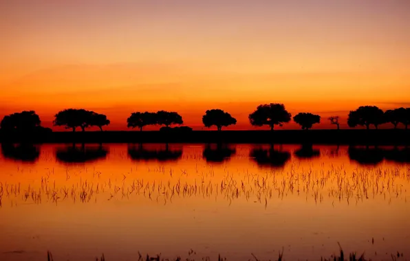 Trees, sunset, lake, reflection