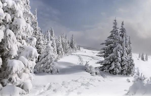 Winter, snow, tree, paths