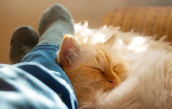 Cat, cat, face, pose, stay, feet, sleep, red
