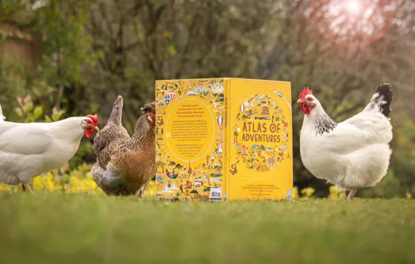Birds, nature, chicken, yard, book, trio, chicken, reading