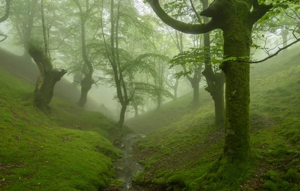 Picture forest, trees, fog, stream, moss, the ravine